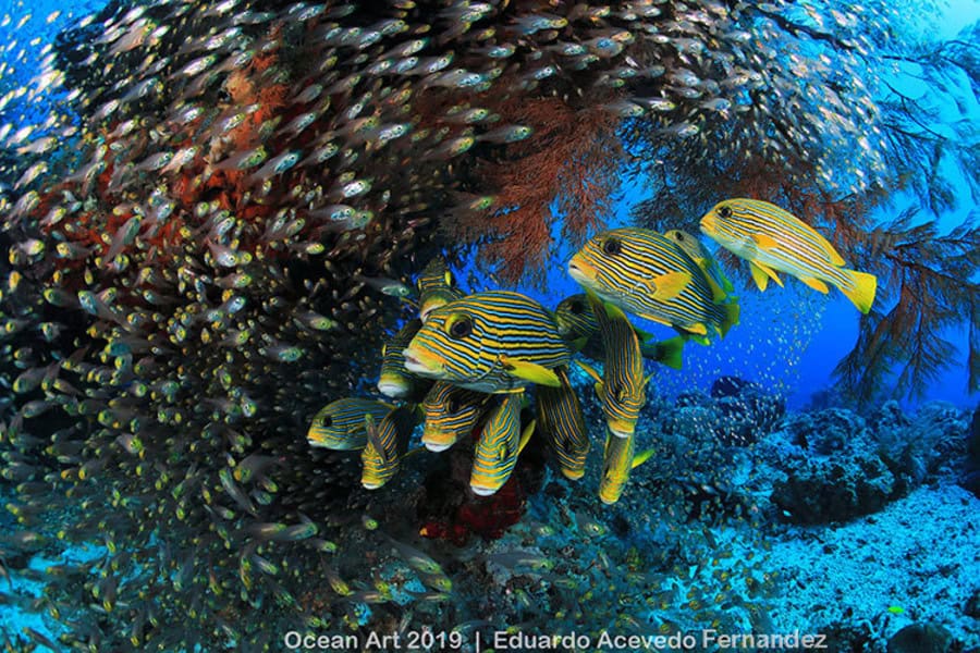 Riffe: Raja Ampat