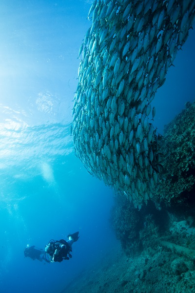 Große, dichte Fischschwärme sind rund um die Insel keine Seltenheit. © Yann Valton